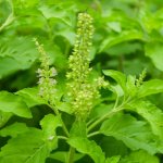 Bazalka indická Tulsi Ocimum tenuiflorum semena bazalky 50 ks