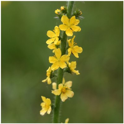 Řepík lékařský - Agrimonia eupatoria - osivo řepíku - 20 ks