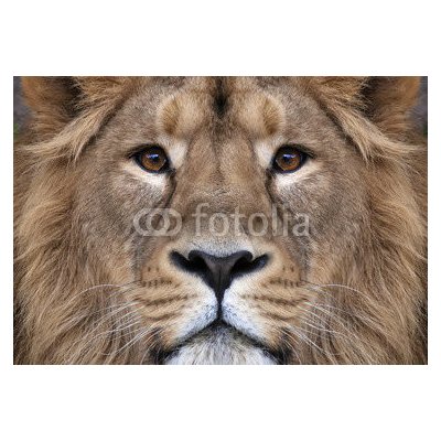 WEBLUX 99132688 Fototapeta papír The face of an Asian lion. The King of beasts Tvář asijského lva. Král zvířat největší kočka světa pohlédl přímo do kamery. Nejnebezp rozměry 184 x 128 cm – Zboží Mobilmania