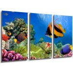 Obraz 3D třídílný - 90 x 50 cm - Marine life on the coral reef Mořský život na korálovém útesu – Hledejceny.cz