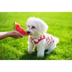 Vsepropejska Zada ovocné tričko s potiskem pro psa – Sleviste.cz