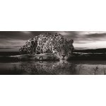 IMPOL TRADE 218VEP vliesová fototapeta jaguár černobílý rozměr 250 cm x 104 cm – Zboží Mobilmania