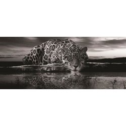 IMPOL TRADE 218VEP vliesová fototapeta jaguár černobílý rozměr 250 cm x 104 cm