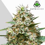 Auto Seeds Maui Wowie Autosemena neobsahují THC 5 ks – Zboží Mobilmania
