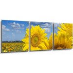 Obraz 3D třídílný - 150 x 50 cm - Some yellow sunflowers against a wide field and the blue sky Některé žluté slunečnice proti širokému poli a modré obloze