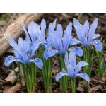 Kosatec 'Frozen planet reticulata' 10 ks – Sleviste.cz