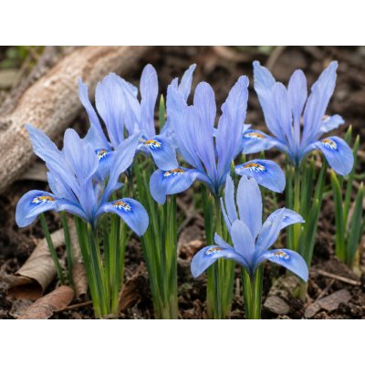 Kosatec 'Frozen planet reticulata' 10 ks – Sleviste.cz