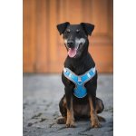 Vsepropejska Havi postroj pro psa s vodítkem – Zbozi.Blesk.cz