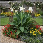 Dosna 'Vanilla Cream' 1 ks – Sleviste.cz