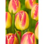 CANDY CORNER - ŽLUTO-ČERVENÝ TULIPÁN Množství cibulek v jednom balení: 5 ks – Zboží Dáma