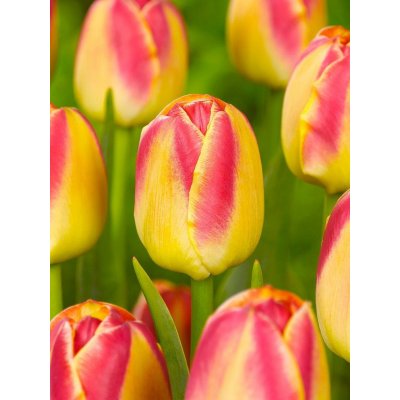 CANDY CORNER - ŽLUTO-ČERVENÝ TULIPÁN Množství cibulek v jednom balení: 5 ks – Zboží Dáma