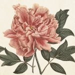 Skona Ting Papírový ubrousek Peony – Hledejceny.cz