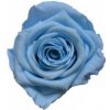 Květina Chloe LIGHT Light blue - světle modrá (Aranž 3x stabilizovaná "věčná" růže na keramickém tácku)