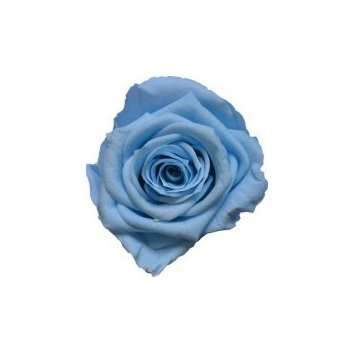 Chloe LIGHT Light blue - světle modrá (Aranž 3x stabilizovaná "věčná" růže na keramickém tácku)