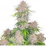 420 Fast Buds Cherry Cola AUTO semena neobsahují THC 3 ks – Zboží Dáma