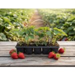 Jahodník 'Senga Sengana' 10 ks v platu zakořeněné – Zboží Dáma