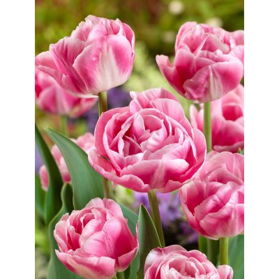 Tulipán 'Voque' 5 ks – Zboží Dáma