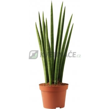 Sansevieria Spikes 12x40cm