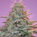 Anesia Seeds Sinai semena neobsahují THC 3 ks – Hledejceny.cz