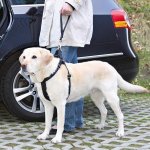 Trixie Vodítko k bezpečnostnímu postroji PROTECT PLUS – Hledejceny.cz