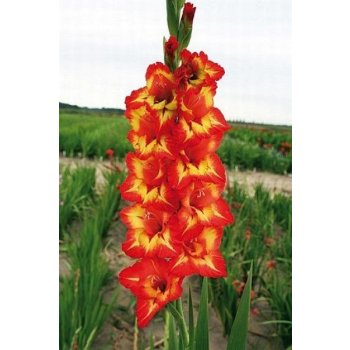 Gladiola PELOPS