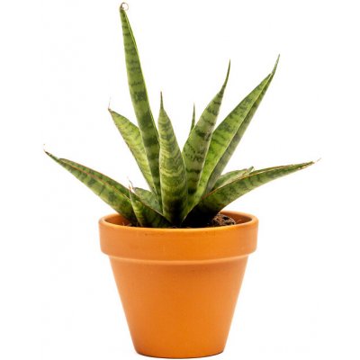 Gardners Sansevieria trifasciata Pineapple, průměr 7 cm Sanseveria, Tchýnin jazyk, Tenura – Zboží Mobilmania