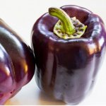 Paprika Zulu Capsicum annuum semena papriky 10 ks – HobbyKompas.cz
