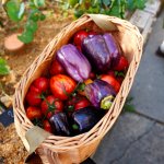 Tuselie Zavlažovací nádoba olla záhonová velikost L objem 5 l – Sleviste.cz