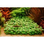 Lobelia cardinalis - Lobelka šarlatová – Zboží Dáma