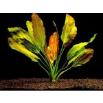 Echinodorus Red Flame - Šípatkovec Red Flame – Zboží Dáma Echinodorus Red Flame - Šípatkovec Red Flame – Zboží Dáma