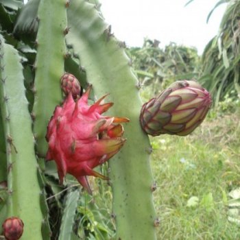 Pitahaya - dračí ovoce (Hylocereus polyrhizus) 7 semen