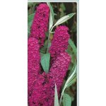 GREENBOSS FLOWER Komule Davidova 'Royal Red' 2l – Zboží Dáma
