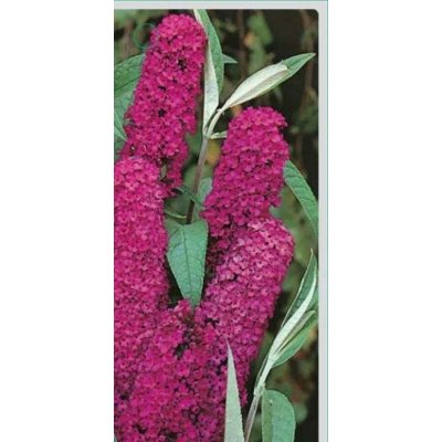 GREENBOSS FLOWER Komule Davidova 'Royal Red' 2l – Zboží Dáma