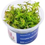 Limnophila hippuridoides – Sleviste.cz