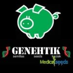 Genehtik Blubonik semena neobsahují THC 25 ks – Zboží Dáma