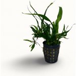 Microsorium pteropus - Hnědovka křídlatá – Zboží Dáma