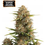 Seedstockers Super Skunk AUTO semena neobsahují THC 3 ks – Zboží Dáma