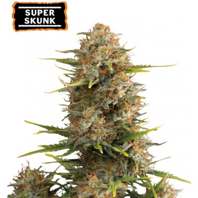 Seedstockers Super Skunk AUTO semena neobsahují THC 3 ks – Zboží Dáma