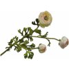 Květina Pryskyřník - ranonculus zelený V70 cm