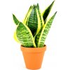 Gardners Sansevieria Hahnii mix, průměr 9 cm Sanseveria, tchýnin jazyk, tenura