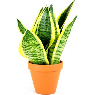 Gardners Sansevieria Hahnii mix, průměr 9 cm Sanseveria, tchýnin jazyk, tenura – Zboží Mobilmania