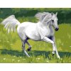 Malování podle čísla Gaira malování podle čísel Bílý kůň