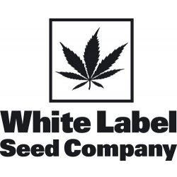 White Label Super Skunk semena neobsahují THC 3 ks