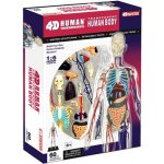 4D Master 1/2 těla 33 cm Anatomie člověka – Zboží Dáma