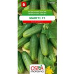 Okurka Nakladačka - Marcel F1 (Cucumis sativus L.)