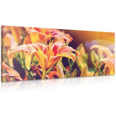 Dreamvido Obraz nádherně kvetoucí zahradní květiny Varianta: 100x50 – Zboží Mobilmania