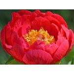 Paeonia hybrida 'Coral Magic' Velikost hrnku: 3 l žlut – Zboží Dáma