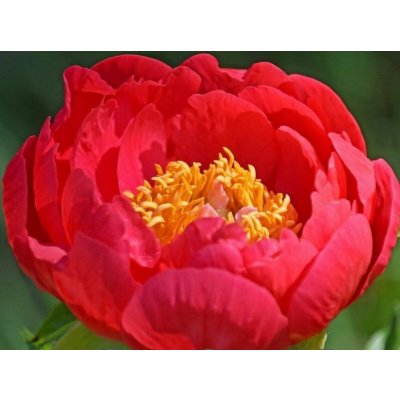 Paeonia hybrida 'Coral Magic' Velikost hrnku: 3 l žlut – Zboží Dáma