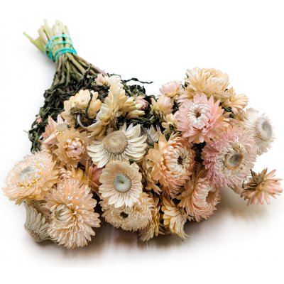 mech-mech.cz Sušená Slaměnka (Helichrysum) - světle růžová – Zboží Dáma