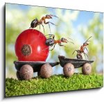 Skleněný obraz 1D - 100 x 70 cm - ants deliver red currant with trailer of sunflower seeds mravenci dodávají červený rybíz s přívěsem slunečnicových semen – Zboží Mobilmania
